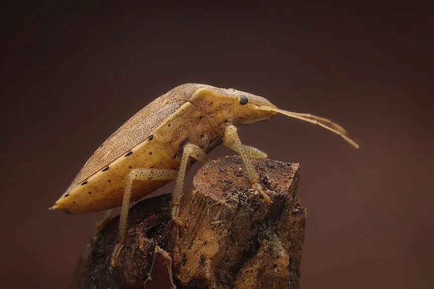 Stink bugs