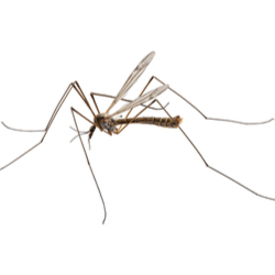 Crane flies