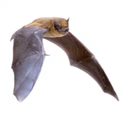 Bats
