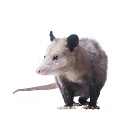 Opossums