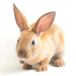 Rabbits