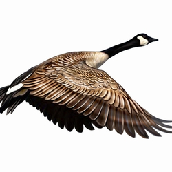 Canadian Geese