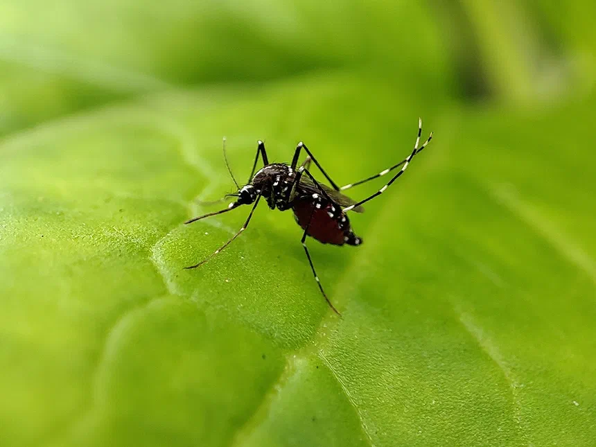 Mosquitoes