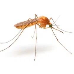 Mosquitoes