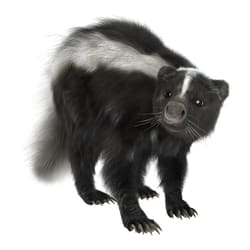 Skunks