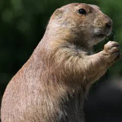 Groundhogs