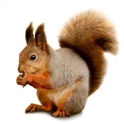 Squirrels