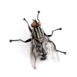 Flesh flies