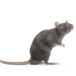 Rats