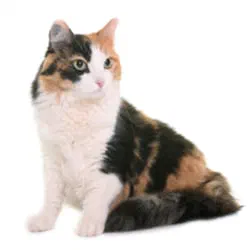 Feral Cats