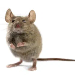 Mice