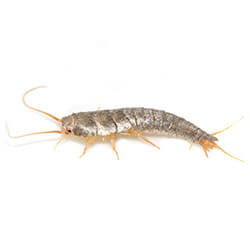 Silverfish