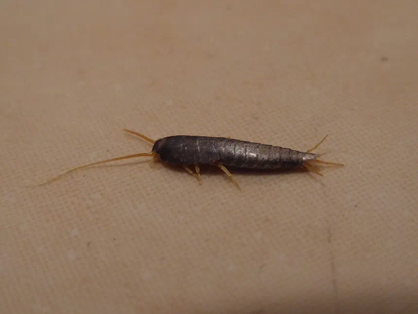 Silverfish