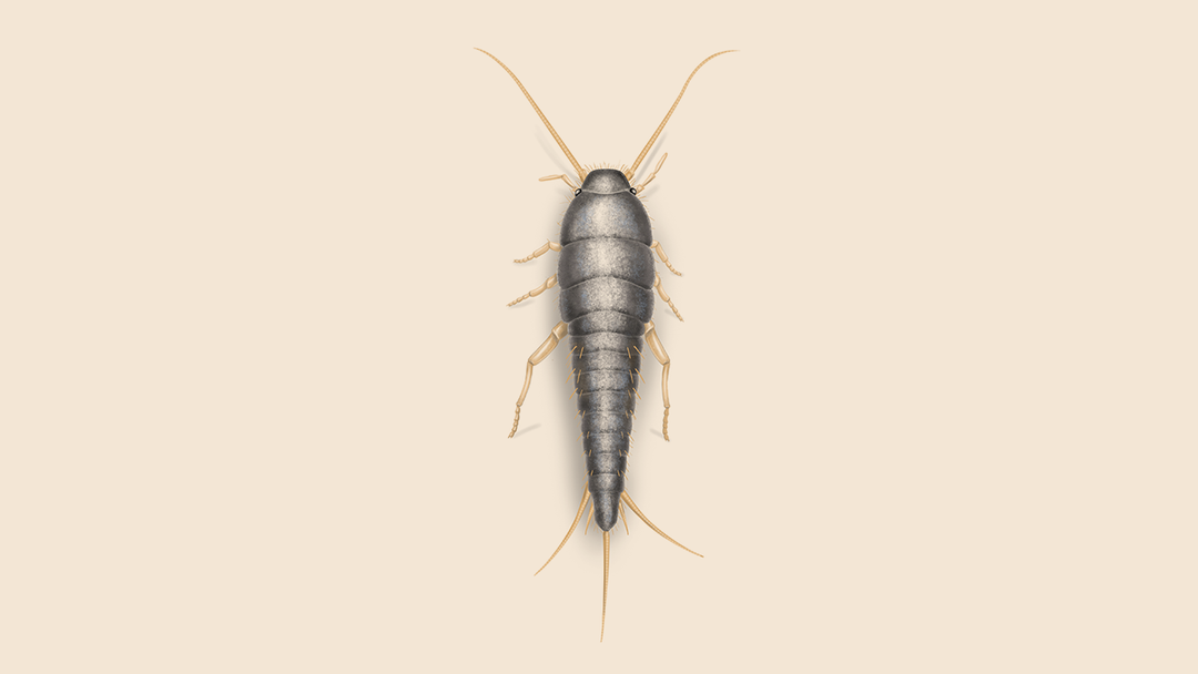 White Silverfish Facts & Information
