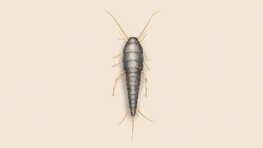 Is Cinnamon a Silverfish Repellent?