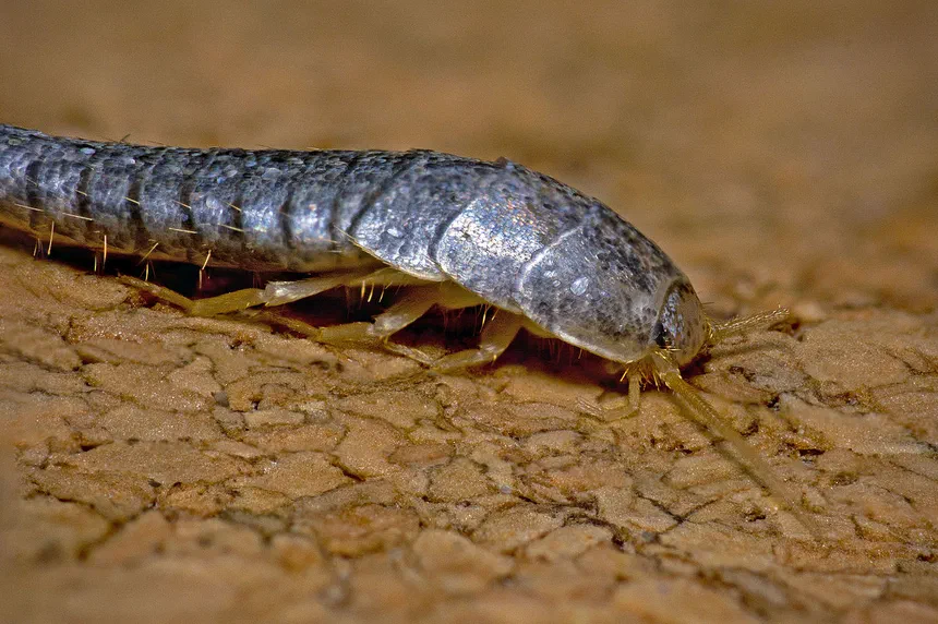 Can Silverfish Bite or Sting?
