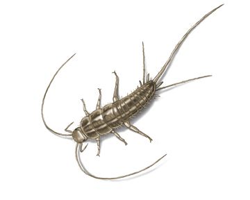 Silverfish Life Cycle Facts