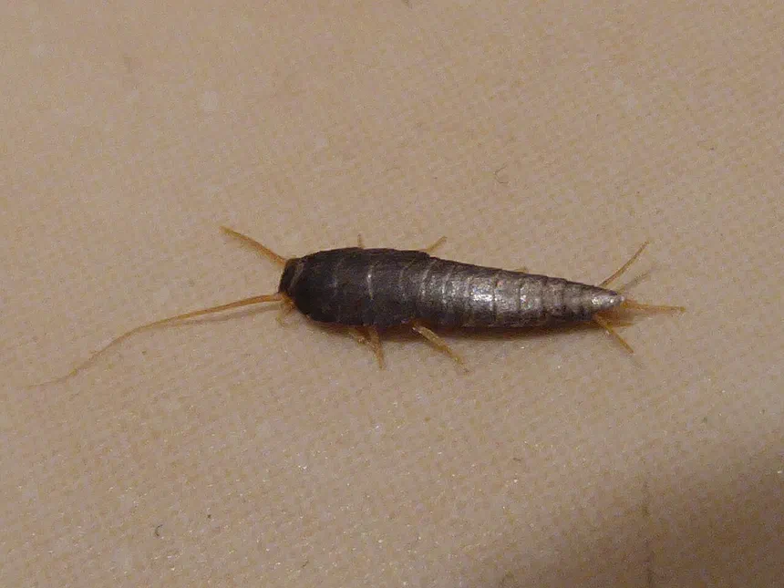Silverfish Life Cycle Facts