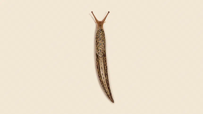 Snail & Slug Facts & Information