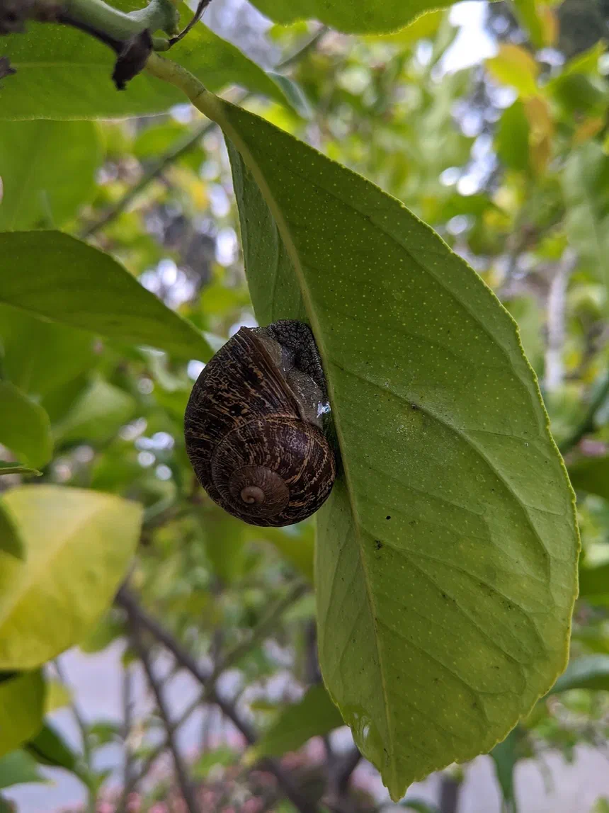Snail & Slug Facts & Information