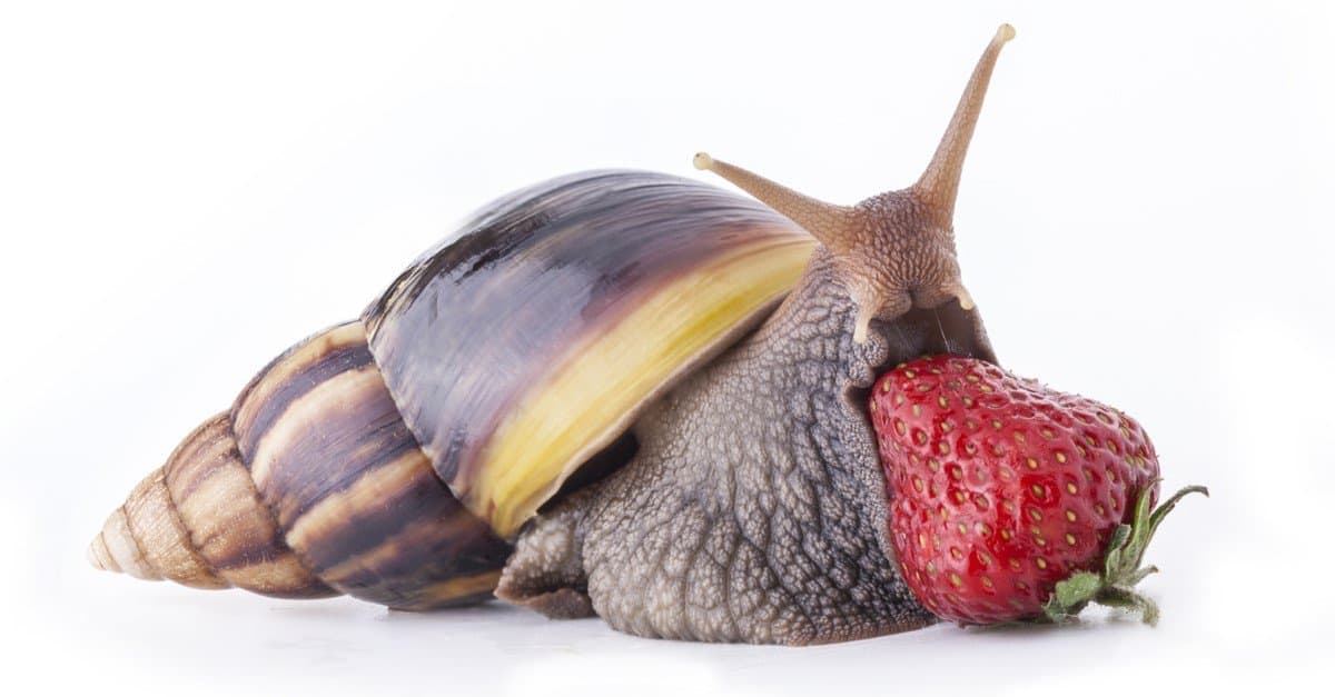 Giant African Snail Facts & Information