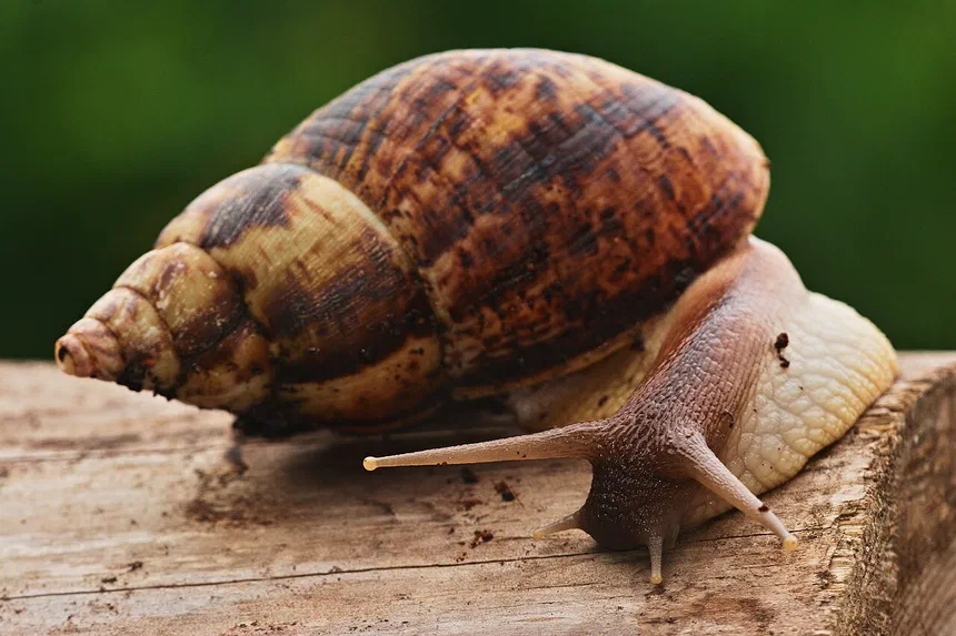 Giant African Snail Facts & Information