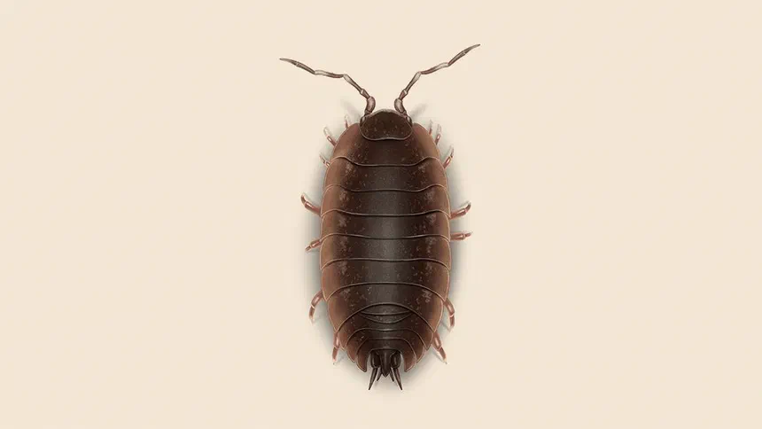 Sowbugs