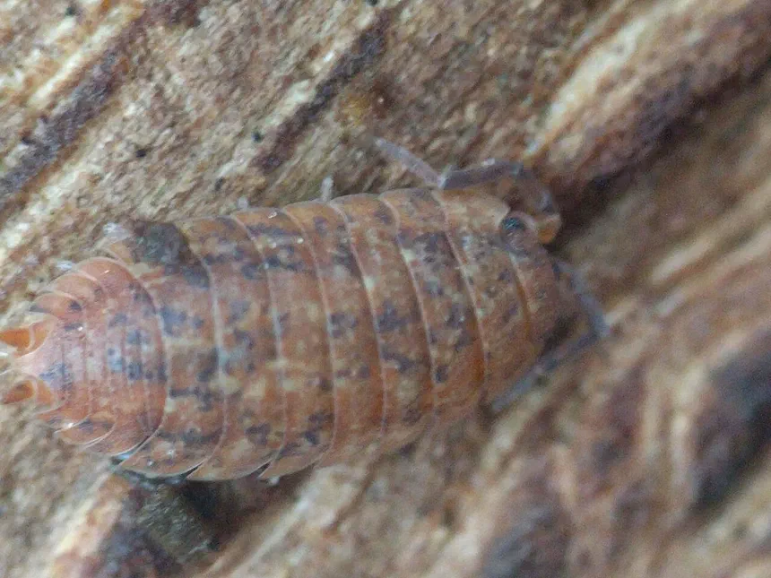 Sowbugs