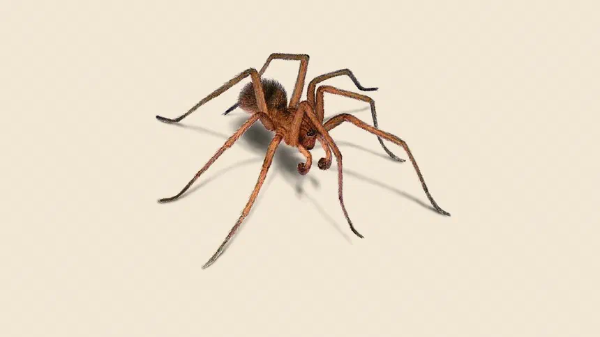 Black Widow Spider