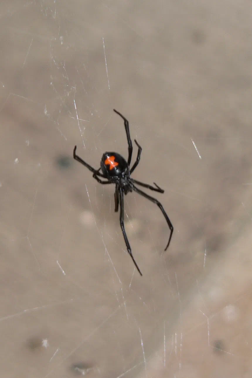 Cobweb Spiders