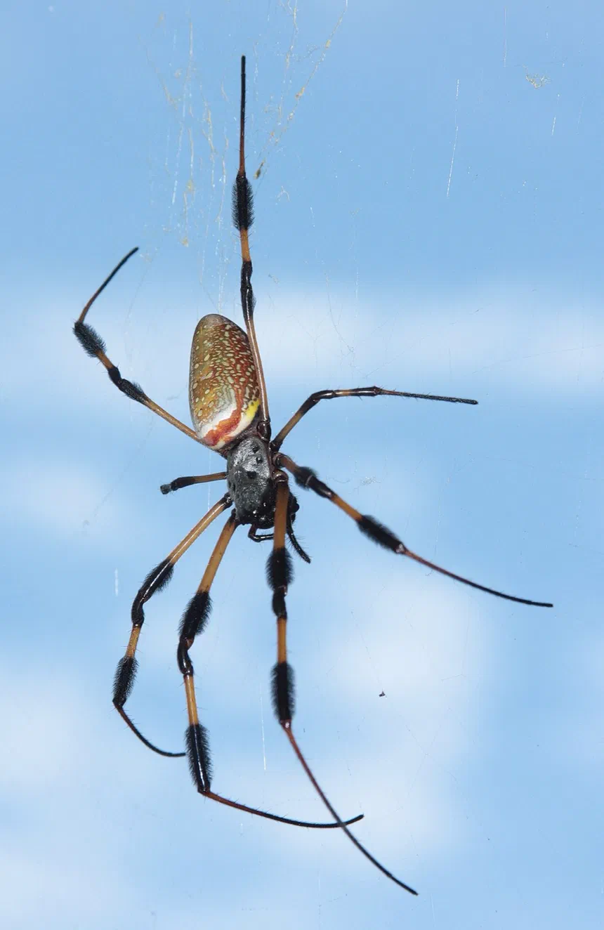 Banana Spiders