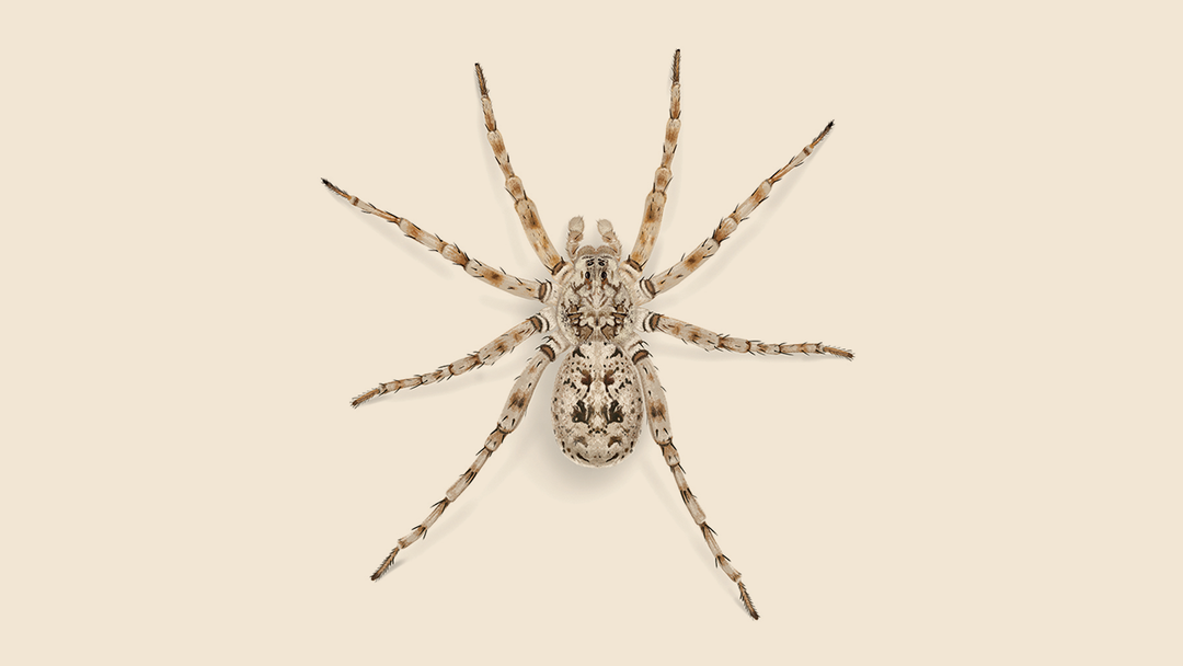 Beach Wolf Spider Facts & Information