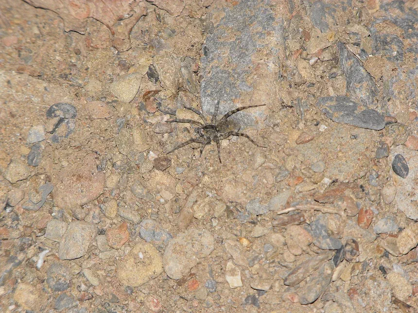 Beach Wolf Spider Facts & Information