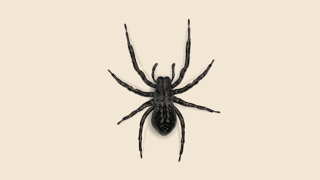 Black House Spider Facts & Information