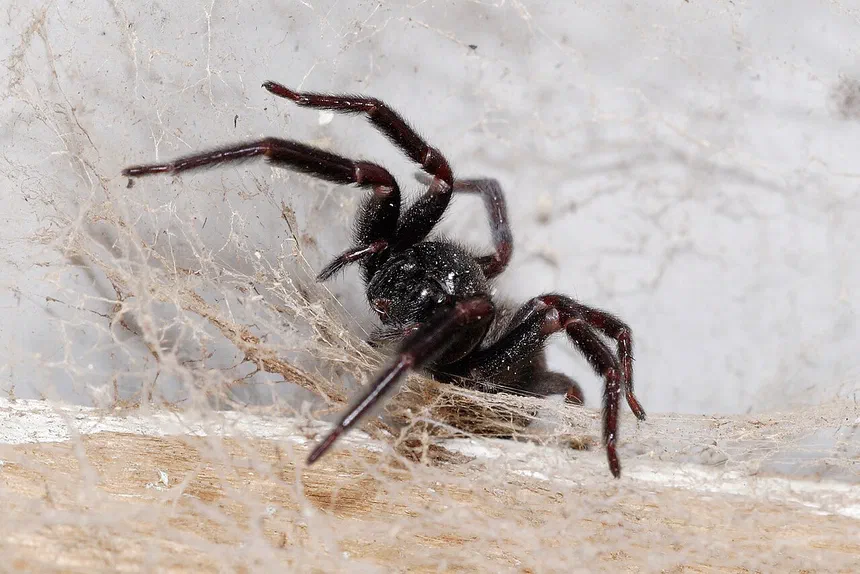 Black House Spider Facts & Information