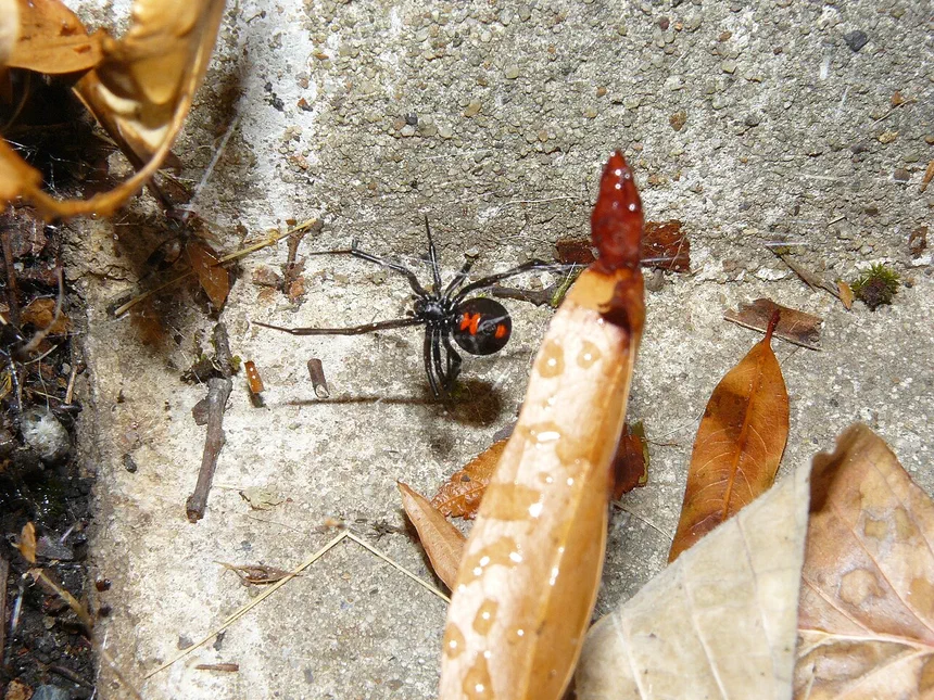 Black Widow Spiders