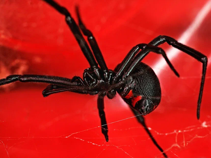 Black Widow Spiders