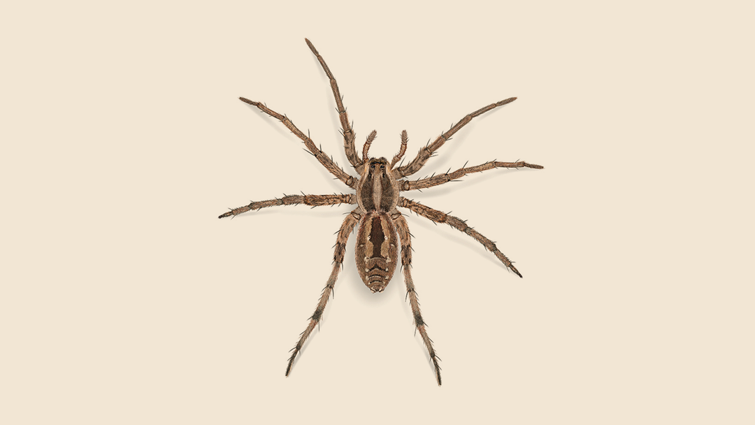 Brown Carolina Wolf Spider Facts & Information