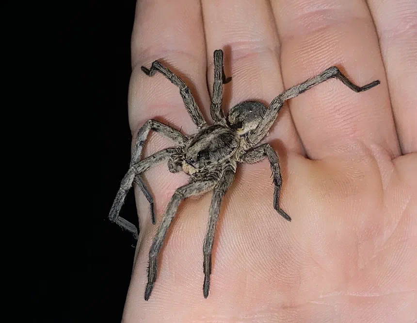 Brown Carolina Wolf Spider Facts & Information