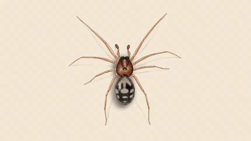 Brown House Spider Facts & Information