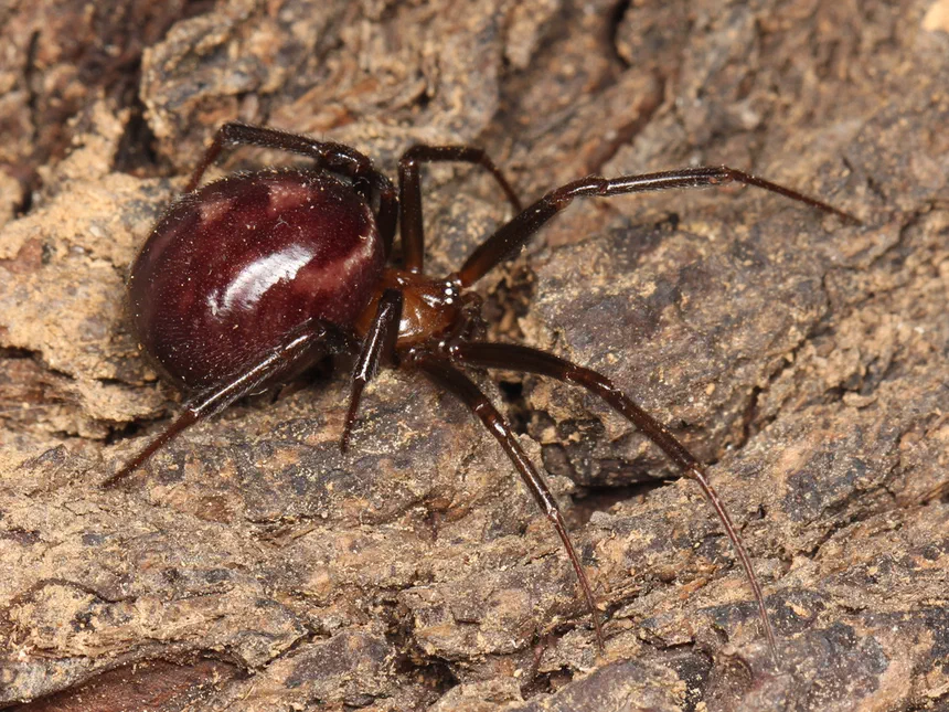 Brown House Spider Facts & Information