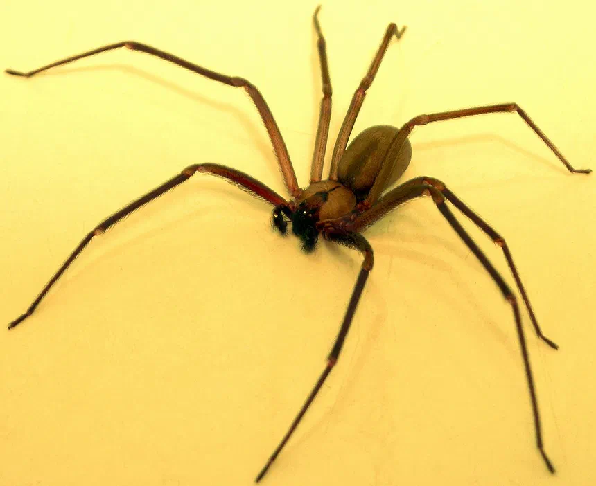 Brown Recluse Spiders