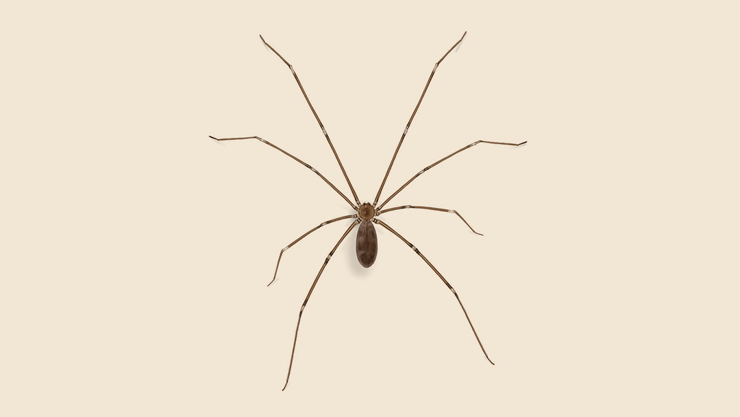 Cellar Spiders