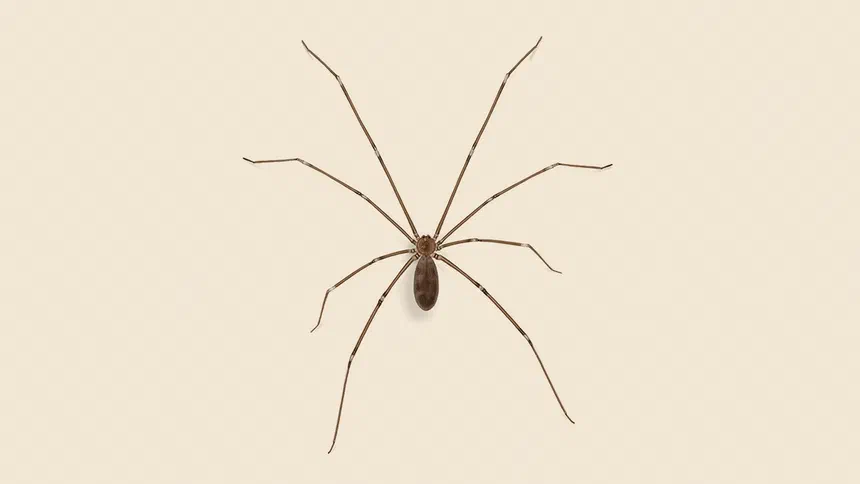 Cellar Spiders