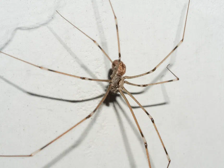 Cellar Spiders