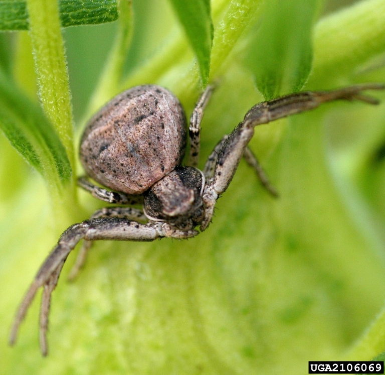 Crab Spiders Thomisidae