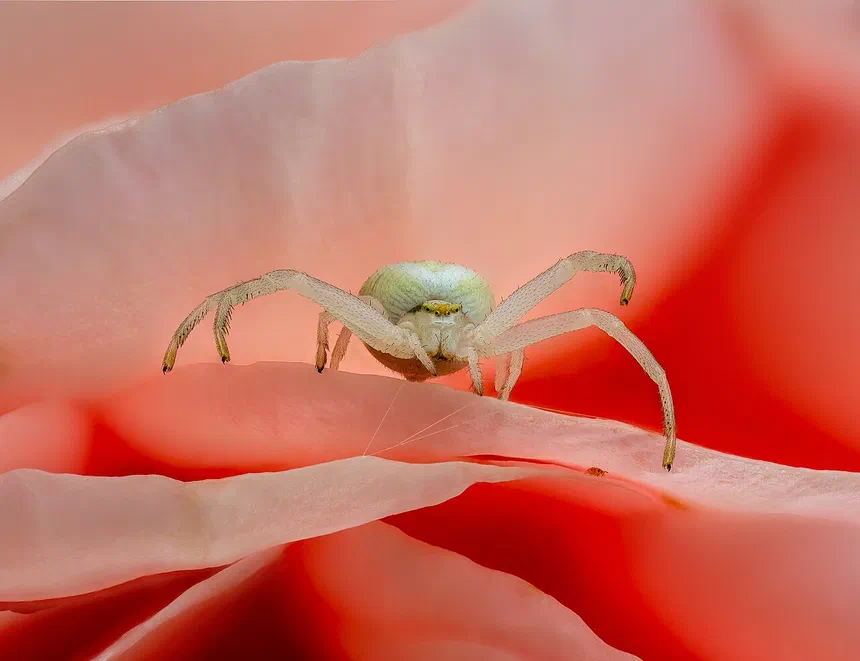 Crab Spiders