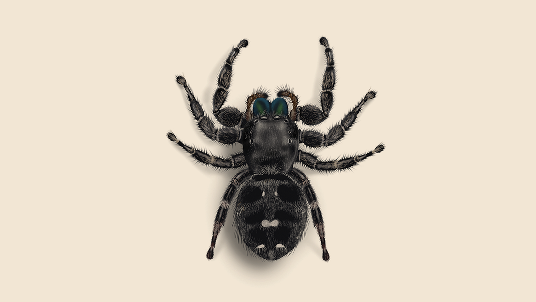 Daring Jumping Spider Facts & Information