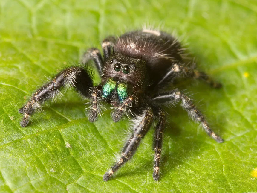 Daring Jumping Spider Facts & Information