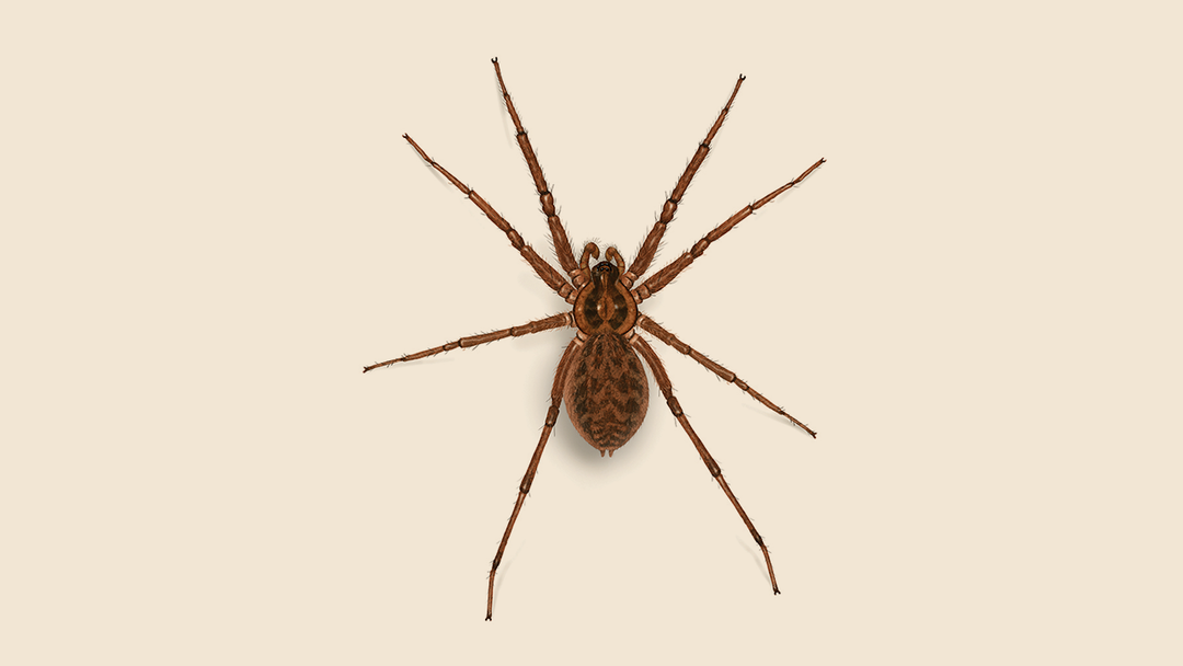Domestic House Spider Facts & Information
